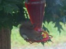 DSCF0489 SQUIRREL HUMMINGBIRD FEEDER 650 MED.jpg
