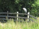 IMG_2909S.JPG