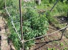 DSCF0613 TOMATO FENCE 650 MED.jpg DSCF0613 TOMATO FENCE 650 MED.jpg