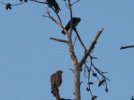 picresized_th_1250292739_hawk pics 050.jpg