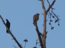 picresized_th_1250292502_hawk pics 041.jpg