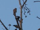 picresized_th_1250292626_hawk pics 045.jpg
