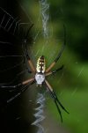 garden spider 002.jpg