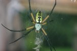 garden spider 004 (2).jpg