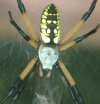 garden spider 007.jpg