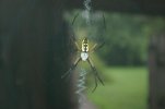 garden spider 009.jpg