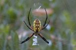 Golden_Orb_Weaver_2.jpg