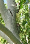 Cicada 022.jpg