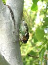 Cicada 034.jpg