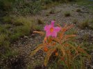 K- Desert Flower.jpg