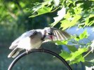 DSCF0585 BLUE JAY BABY HUNGRY 750 MED.jpg