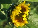 DSCF0655 SUNFLOWER EMERGING 750 MED.jpg