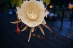DSC01260.JPG