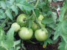 DSCF0937 BETTER BOY TOMATOES 750 MED.jpg