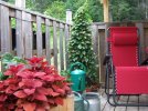 DSCF0982 COLEUS DECK THUNBERGIA 750 MED.jpg