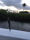 Travelling 10 Bucaneer island2.JPG