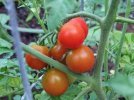 DSCF0993 TOMATOES SWEET MILLION RIPE 750 MED.jpg DSCF0993 TOMATOES SWEET MILLION RIPE 750 MED.jpg