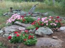 DSCF1002 GERANIUMS ROCKERY 750 MED.jpg