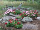 DSCF1002 GERANIUMS ROCKERY 750 MED.jpg DSCF1002 GERANIUMS ROCKERY 750 MED.jpg