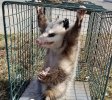 pissed possum (2).jpg