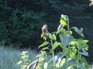 DSCF1032 SQUIRREL SUNFLOWER 750 MED.jpg