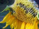 DSCF1036 SUNFLOWER EATEN 750 MED.jpg