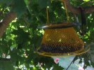 DSCF1069 SUNFLOWER SEED FEEDER METAL 750 MED.jpg