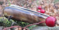 AW SB Lambsfoot 9-5.JPG
