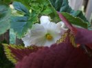 DSCF1230 BEGONIA WHITE 750 MED.jpg