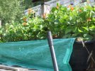 DSCF1239 SCARLET RUNNER BEANS GROW POTS 750 MED.jpg