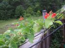 DSCF1171 SCARLET RUNNER BEANS ON TWINE 750 MED.jpg