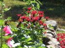 DSCF1066 BEE BALM PETUNIAS HOLLYHOCKS BOULDER GARDEN 750 MED.jpg