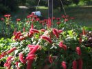 DSCF1070 RED  HOT CATTAILS BEE BALM CANOE 750 MED.jpg