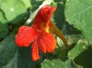 DSCF1213 NASTURTIUM CLOSE 750 MED.jpg