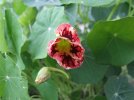 DSCF1256 NASTURTIUM ORCHID FLAME 750 MED.jpg