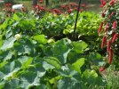 DSCF1238 NASTURTIUM POTS GROWN 750 MED.jpg