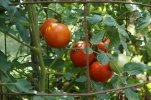 DSC03539ed.jpg