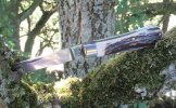 AW Small Sambar LF (2) 4-2.JPG