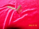 100_2232.JPG