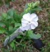 BJ.white rose?.jpg