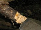 IMG_1350.jpg