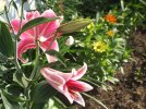 DSCF1343 LILY ZINNIAS 760 MED.jpg