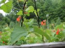 DSCF1366 BEANS SCARLET RUNNER TRELLIS 750 MED.jpg