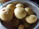 DSCF1384 POTATOES COLLANDER 750 MED.jpg