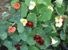 DSCF1413 NASTURTIUMS NIGHT DAY ORCHID CREAM 750 MED.jpg