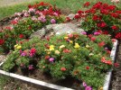 DSCF1389 GERANIUMS PORTULACA 750 MED.jpg