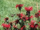 DSCF1534 HUMMINGBIRD BEE BALM 750 MED.jpg