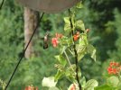 DSCF1428 HUMMINGBIRD BEANS SCARLET RUNNER 750 MED.jpg