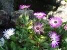 DSCF1015 LIVINGSTONE DAISY 750 MED.jpg