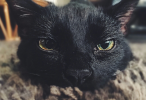 Screenshot_2018-08-17-12-04-14-1.png